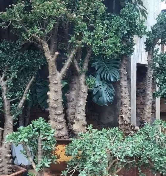 5種花「壽命長」,家裡養幾棵,長成老樁越值錢,顏值超高的