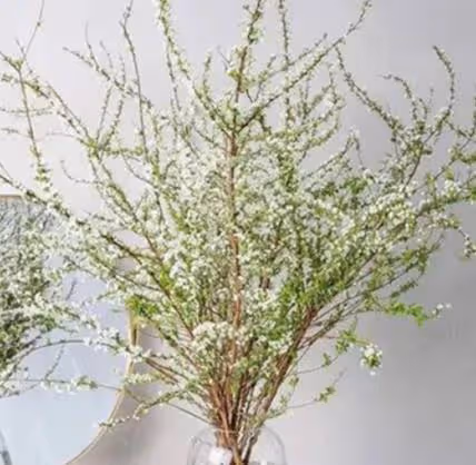 4種水培植物,只要插水裡很快就能開滿花,超有韻味