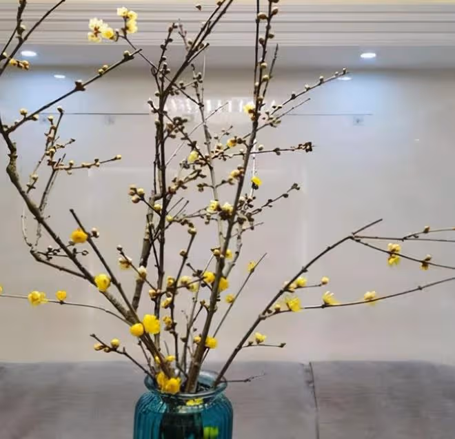4種水培植物,只要插水裡很快就能開滿花,超有韻味