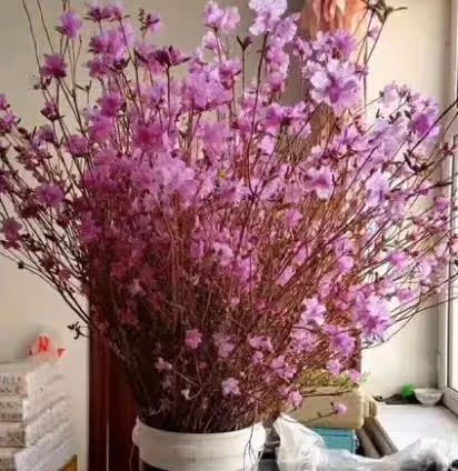 4種水培植物,只要插水裡很快就能開滿花,超有韻味