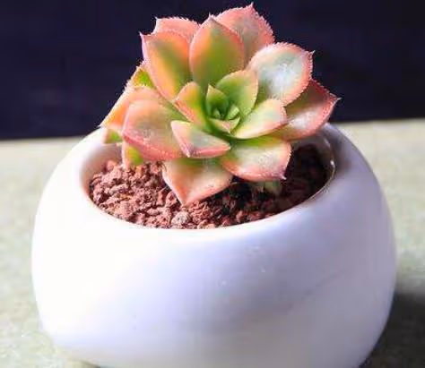 3種花是「速生苗」,不適合寒冷北方養護,入手需謹慎