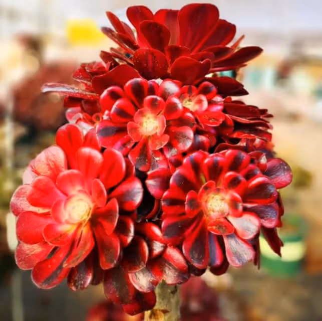 3種花是「速生苗」,不適合寒冷北方養護,入手需謹慎