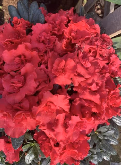 4種短命花,春天不要買,買回家就黃葉,1個月就死掉,白花錢