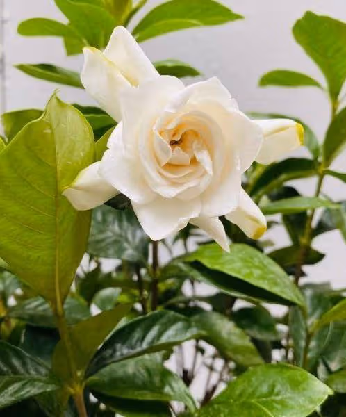 4種短命花,春天不要買,買回家就黃葉,1個月就死掉,白花錢