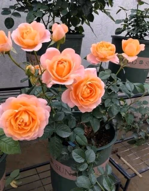 4種短命花,春天不要買,買回家就黃葉,1個月就死掉,白花錢