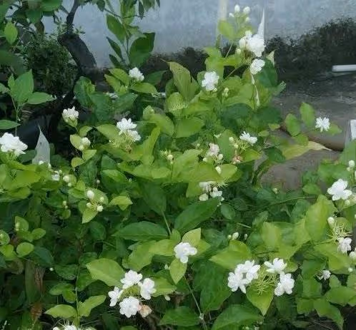 4種短命花,春天不要買,買回家就黃葉,1個月就死掉,白花錢