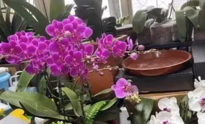 幾種漂亮花,養護起來有技巧,光照太強反而長不好