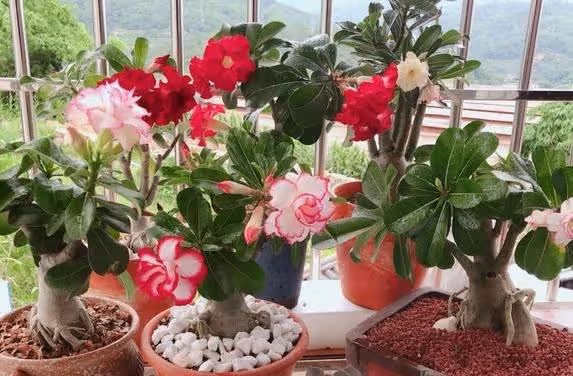 幾種花卉養護有技巧，天冷要干養，過冬才能更容易