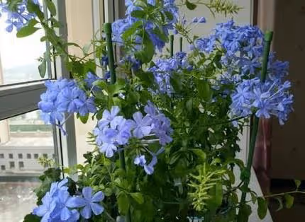 幾種花卉養護有技巧，天冷要干養，過冬才能更容易