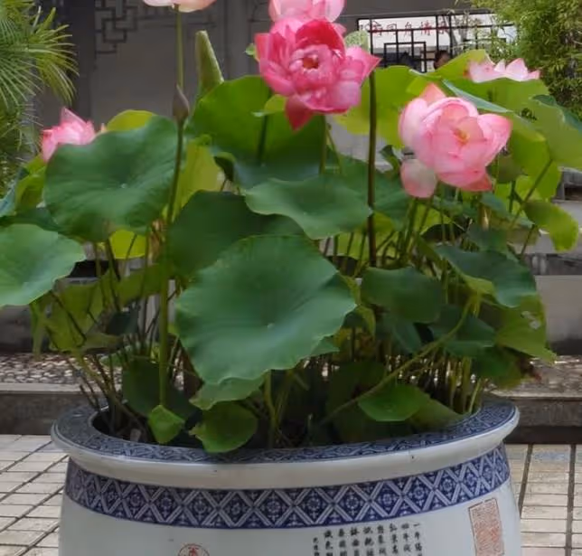 幾種佛教聖花，寓意超好的，家裡養一盆，媽媽讚不絕口