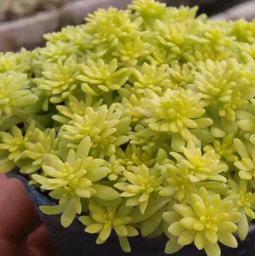 養花試試這幾款，只要給它充足的光照，金黃色美極了