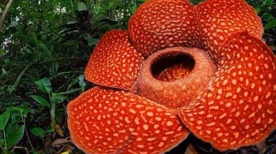 4種觀賞價值很高的花卉，並不常見，味道也不美妙