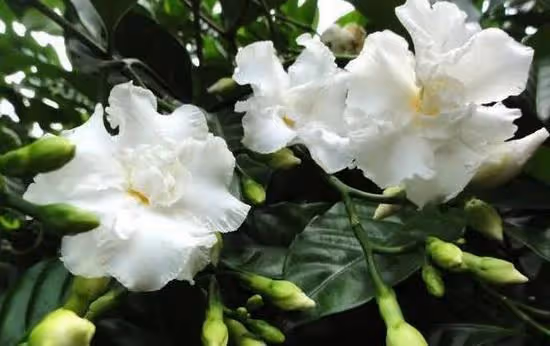 幾種花卉，名字土得掉渣，開花卻驚艷了眾人，真的太美了