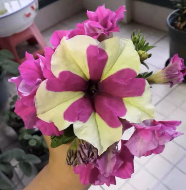 陽台養花，少不了矮牽牛，看你喜歡哪種？