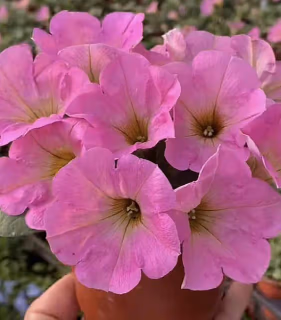 陽台養花，少不了矮牽牛，看你喜歡哪種？
