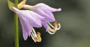 適合養在院子裡的漂亮花，好看好養，不用經常打理