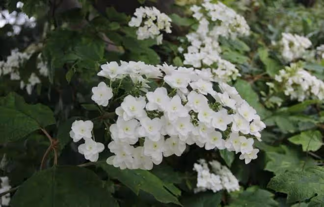 適合養在院子裡的漂亮花，好看好養，不用經常打理