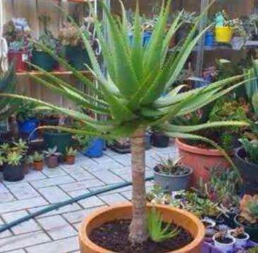 這幾種花能「增值」，扔陽台角落，只要光照足，就能長成「花樹」
