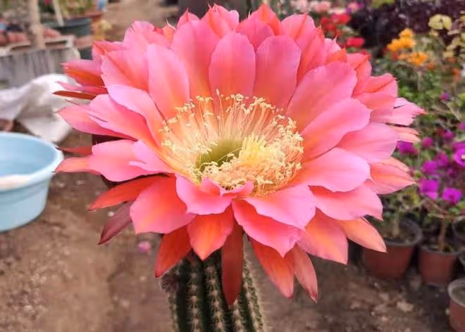 這幾種花能「增值」，扔陽台角落，只要光照足，就能長成「花樹」