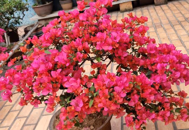 這幾種花能「增值」，扔陽台角落，只要光照足，就能長成「花樹」