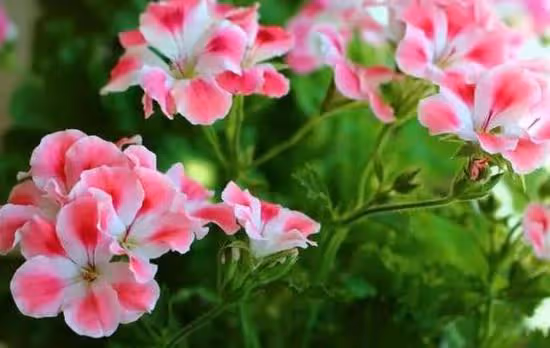 這3種花卉，被稱作開花機器，開花根本停不下來