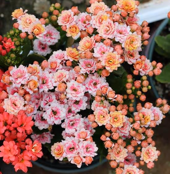 這3種花卉，被稱作開花機器，開花根本停不下來