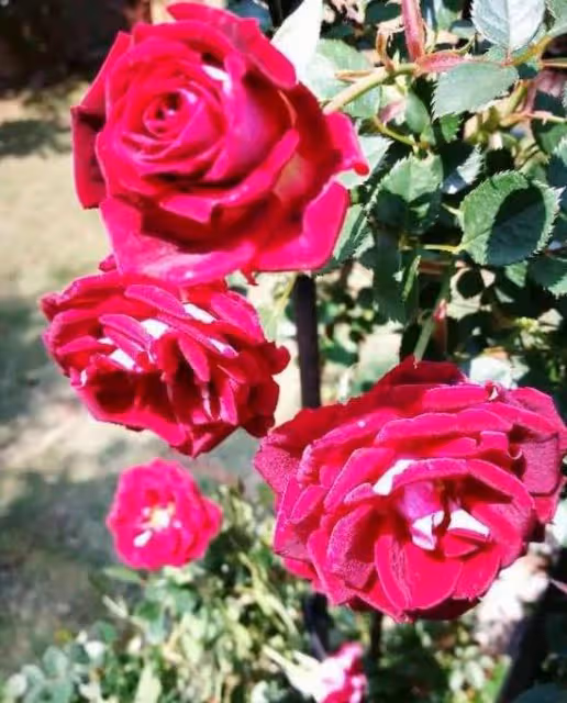 愛曬太陽的幾種花，越曬越開花，擺在光線充足的地方沒問題