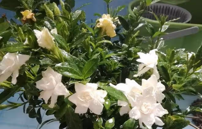 春天養花，此幾款少不了，真正的好養易活顏值高