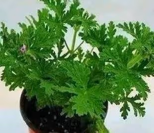 春天養花，此幾款少不了，真正的好養易活顏值高