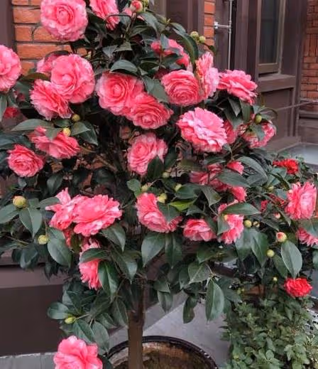 很難養的幾種花，不是養花「老手」別嘗試，新手看看就好