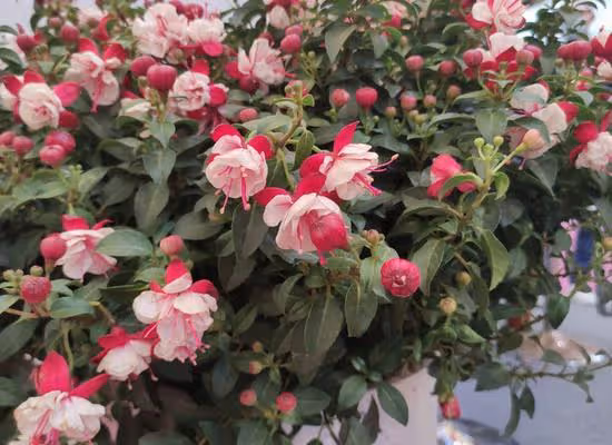 很難養的幾種花，不是養花「老手」別嘗試，新手看看就好