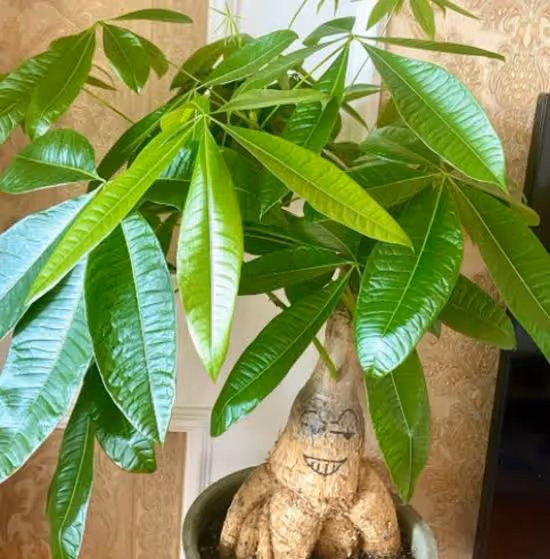 很難養的幾種花，不是養花「老手」別嘗試，新手看看就好