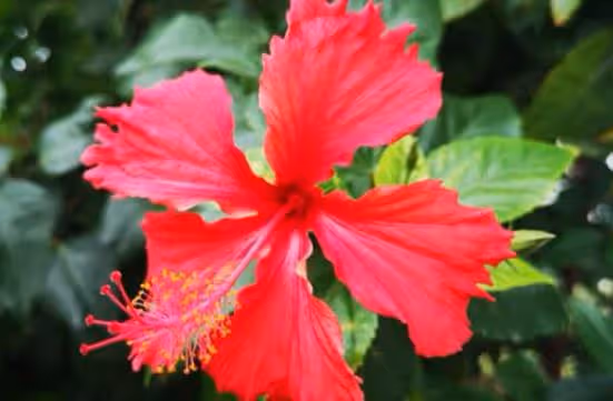 開花美花期長，寓意也是超好的，幾種花越養越喜歡