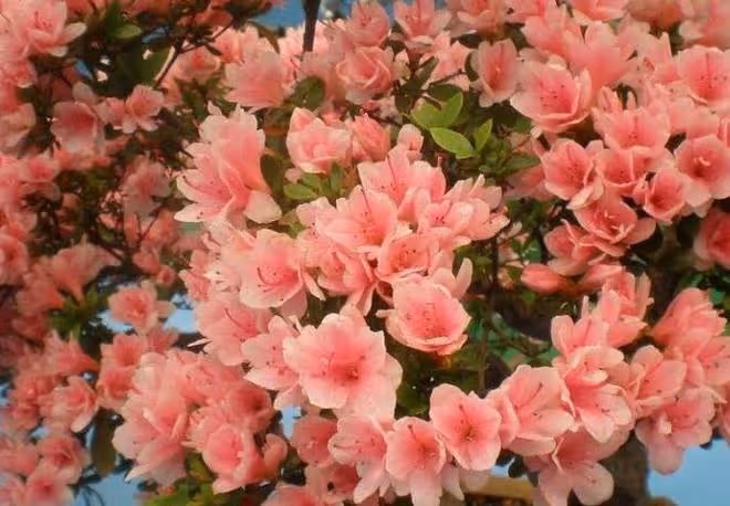 對待新手不友好的漂亮花，沒有經驗別碰，帶回家養不活浪費錢