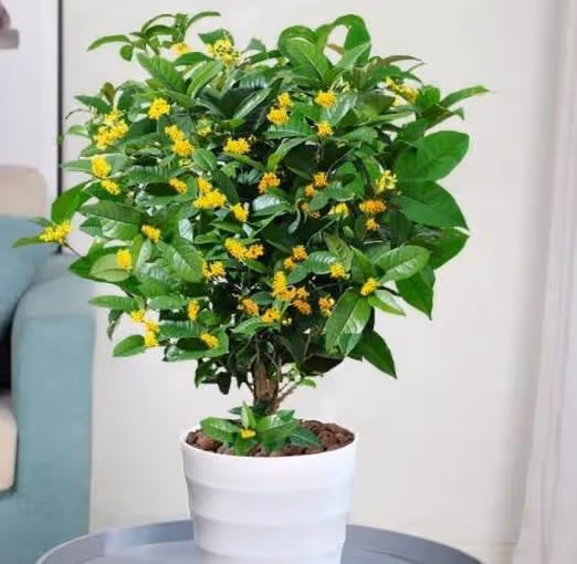 對待新手不友好的漂亮花，沒有經驗別碰，帶回家養不活浪費錢