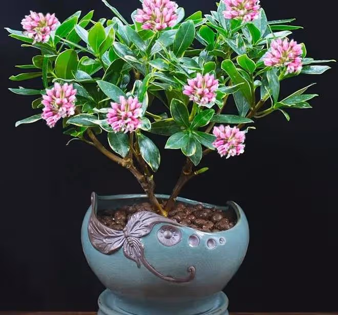 超美的幾種富貴花越冷越開花，香氣滿屋，華麗又紅火