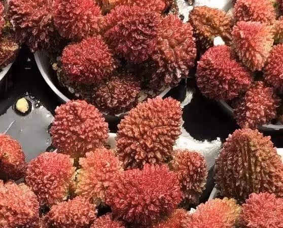 有很大爭議的多肉，有人賣得很貴，有人也賣得很便宜