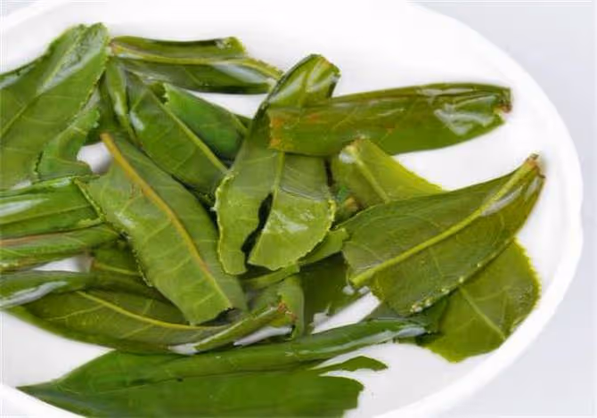 六安瓜片為什麼叫瓜片?為什麼說六安瓜片是中國最特殊的綠茶?