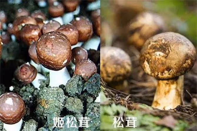 松茸,赤松茸,姬松茸都有啥區別,誰才是真頂級山珍?