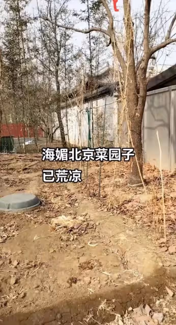 周海媚去世三個多月北京豪宅菜園：雜草叢生，一片荒蕪，十分淒涼