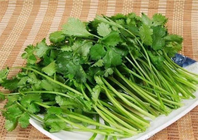 「芫荽」別名叫香菜,農村種來當菜吃,可知它還是一味好藥材?