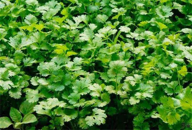 「芫荽」別名叫香菜,農村種來當菜吃,可知它還是一味好藥材?