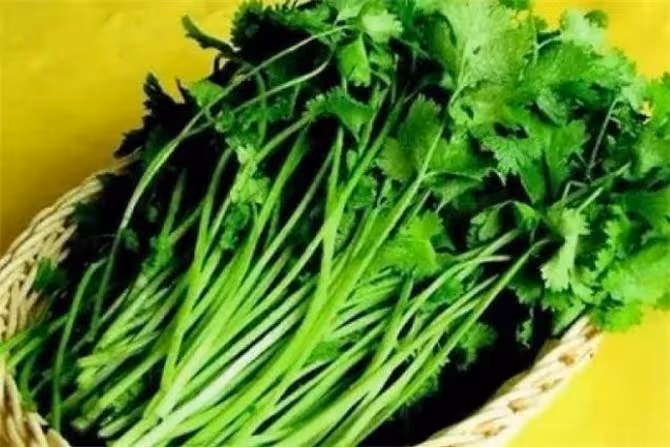 「芫荽」別名叫香菜,農村種來當菜吃,可知它還是一味好藥材?