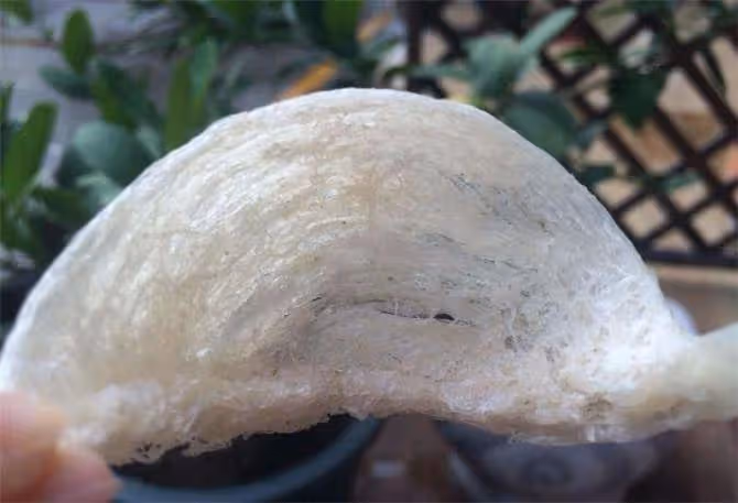 燕窩的水很深假貨也多,牢記這5點,買到的燕窩都是優質的好燕窩