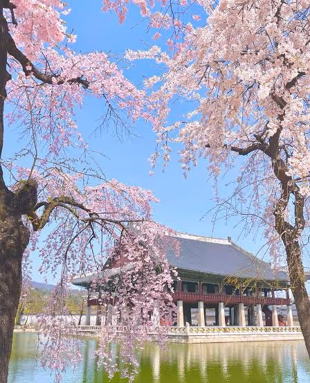 【韓國旅遊】2024年韓國櫻花名勝地分享