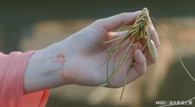 與鳳行：都是神君動情，為何清夜每一世都錯過真愛，行止卻得善終