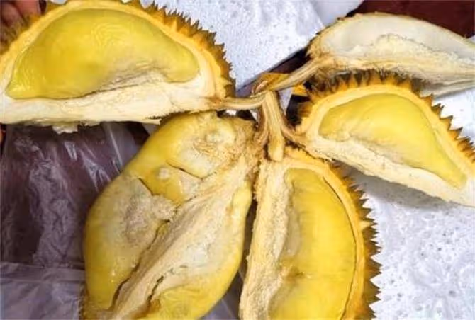 榴槤沒熟怎麼存放熟得快?教你2個小妙招,拯救生榴槤