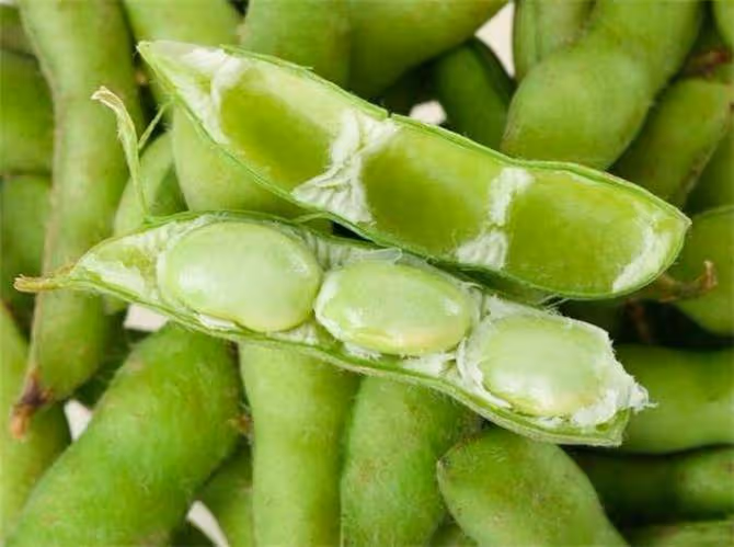 黃豆和毛豆一樣嗎?毛豆和黃豆是同一種植物,但營養價值卻不同