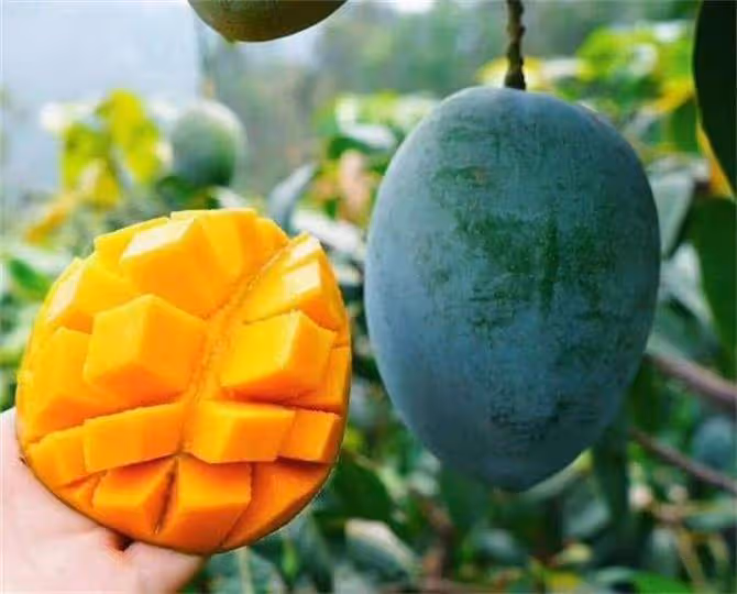 凱特芒果怎樣才算熟?教你三個方法挑出成熟好芒果