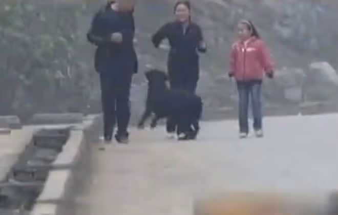 09年,四川男子撿到流浪黃狗,嚇得妻女回娘家,結果黃狗身份不凡